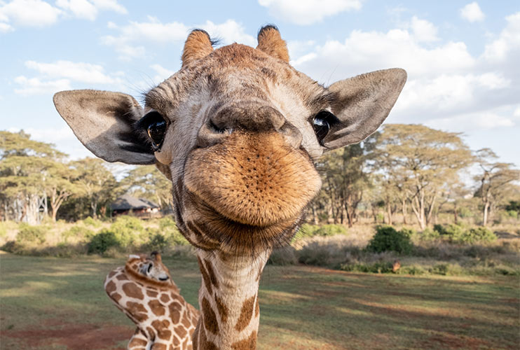 photo of giraffe